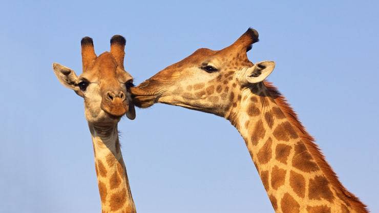 bacio tra due giraffe