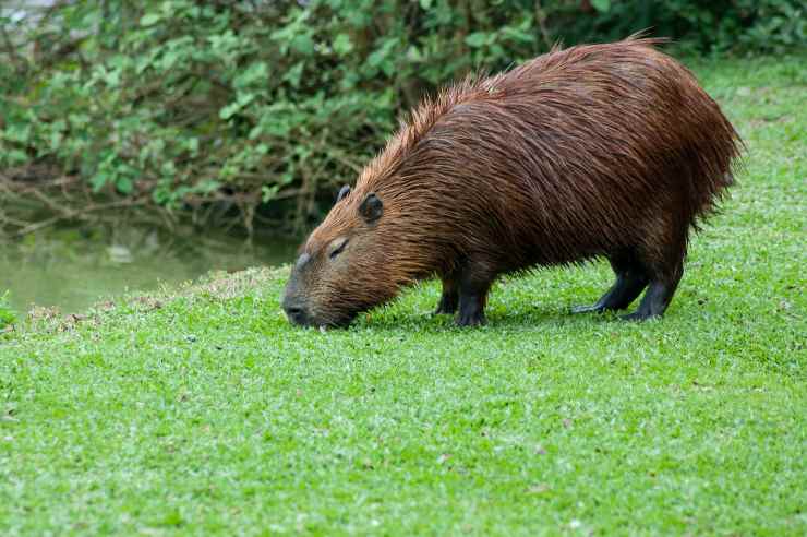 Come avere il capibara in casa