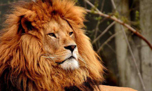 Perchè Il Leone è Il Re Della Foresta