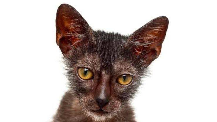 lykoi