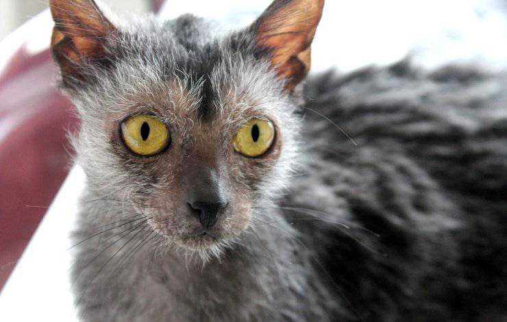 lykoi