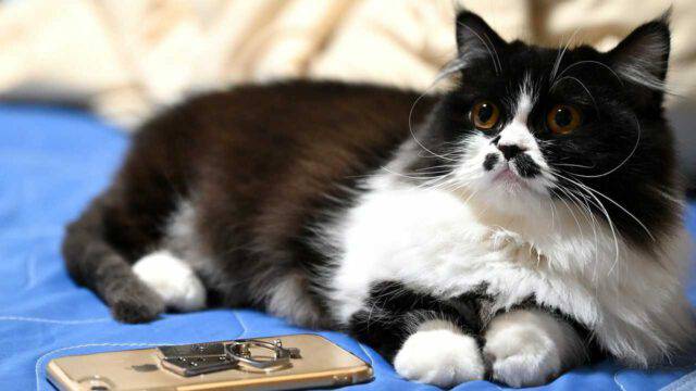 16 Anni Di Un Gatto A Quanto Corrispondono