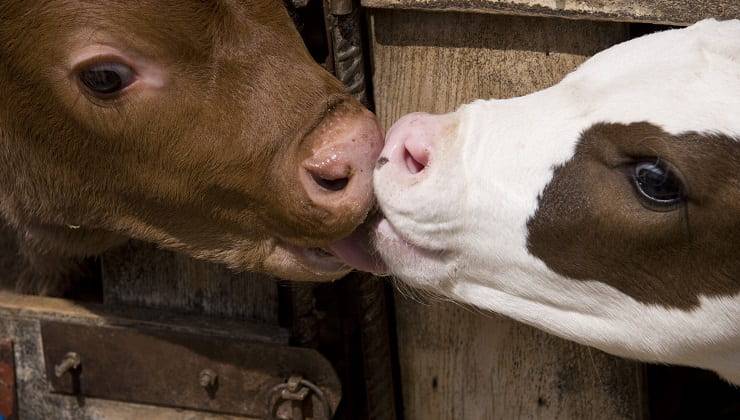 baci tra animali