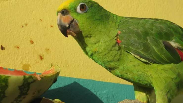 pappagallo può mangiare anguria
