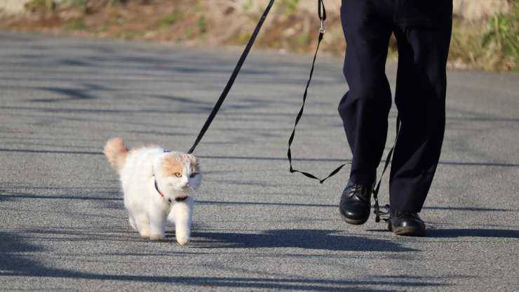 passeggiare con il gatto in estate