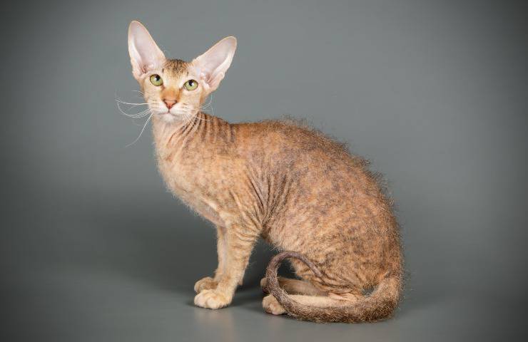 gatto peterbald