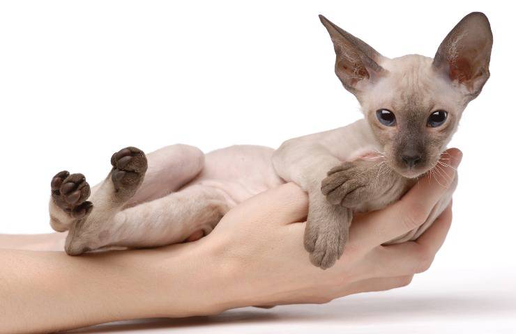 peterbald cucciolo