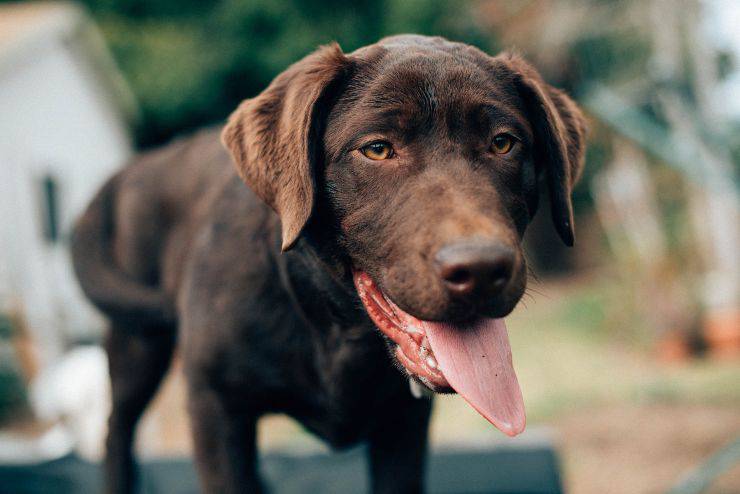 La nutrizione giusta per fido