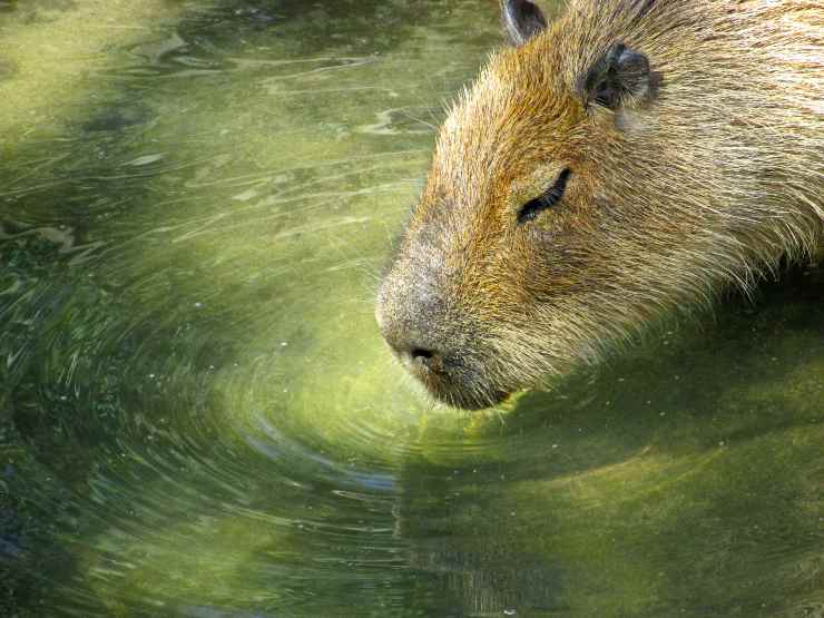 Il capibara come peloso domestico