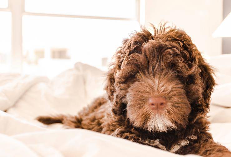 Il cane e la tosatura