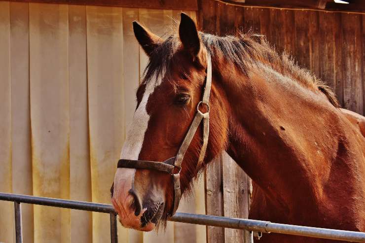 L'ulcera gastrica nel cavallo