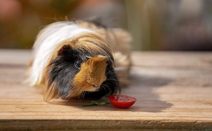 porcellino d'India e pomodoro