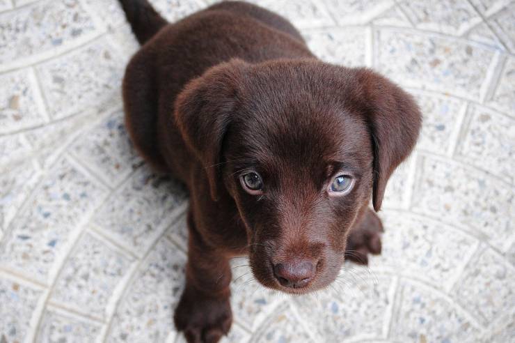 Cucciolo di labrador (Foto Pixabay)