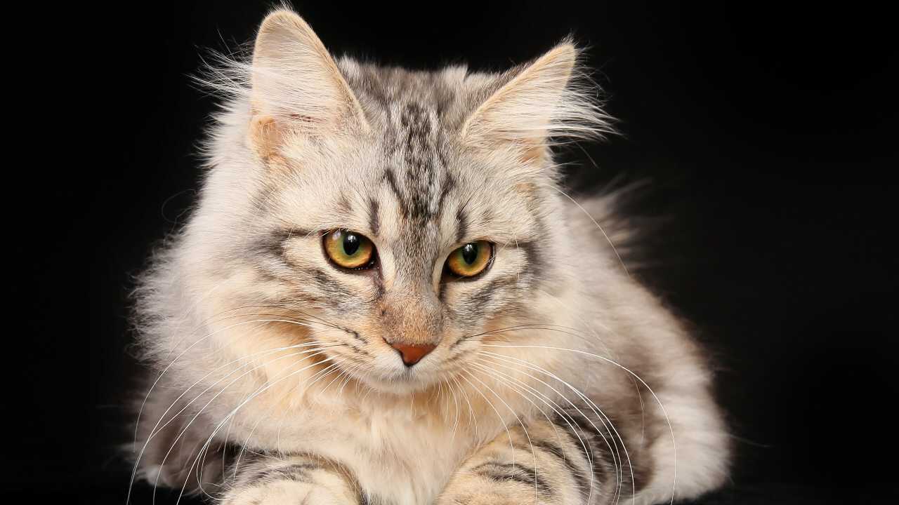 kurilian bobtail longhair salute