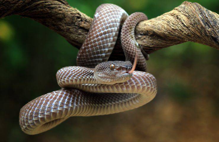 serpente