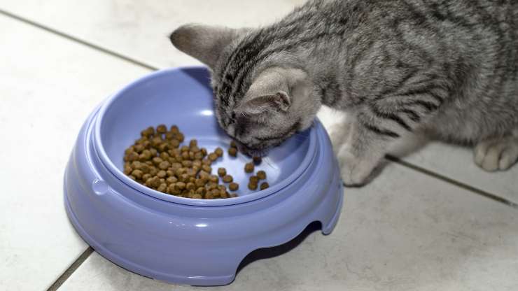 spuntino notturno gatto