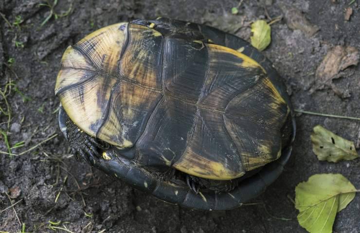 tartaruga capovolta