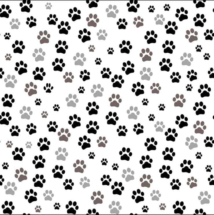 Il test visivo complesso sfida gli utenti a trovare all'interno dell'immagine che rappresenta moltissime impronte di gatto quella della lince