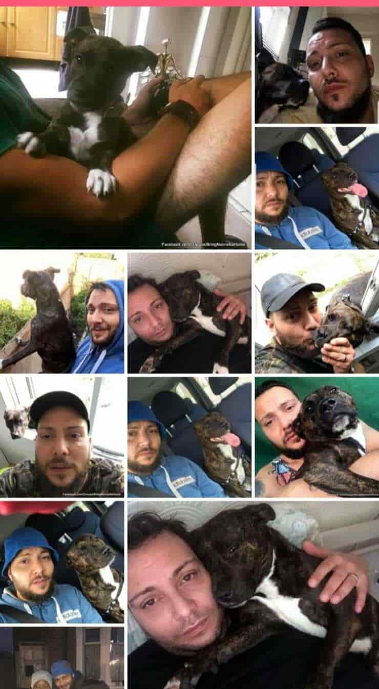 Nennella il cane fugge da casa e viene scambiato per un randagio, la battaglia legale per poterla portare a casa (Foto facebook)