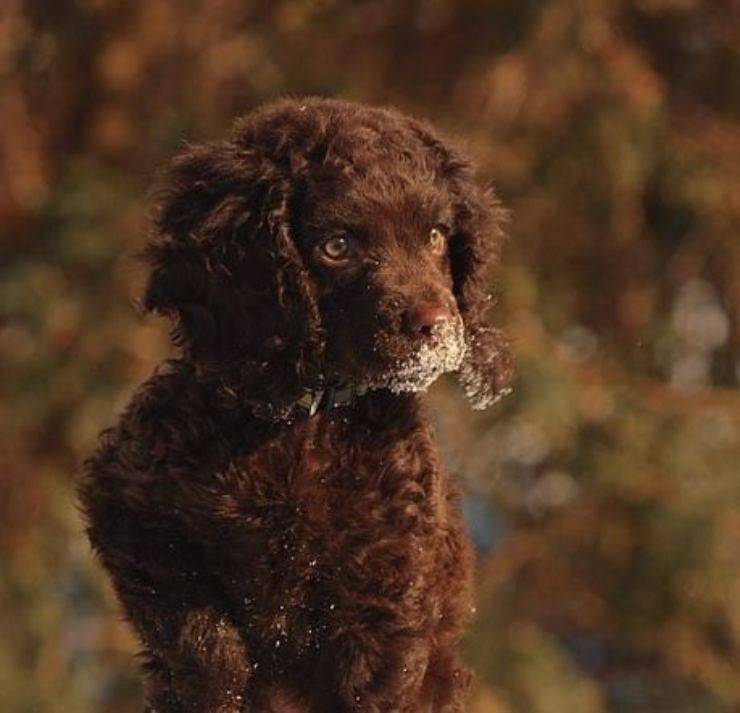 American Water Spaniel