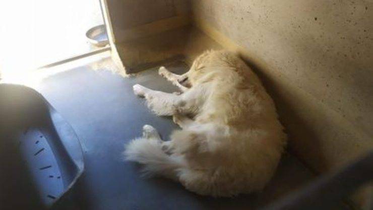 cane addormentato (Foto Facebook)