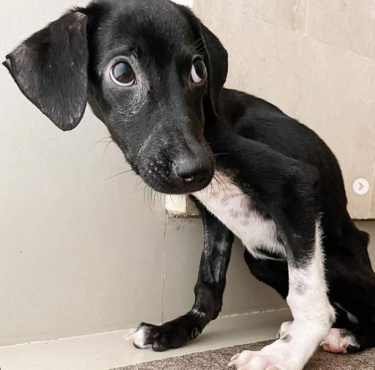 cagnolina muso legato lenza pesca