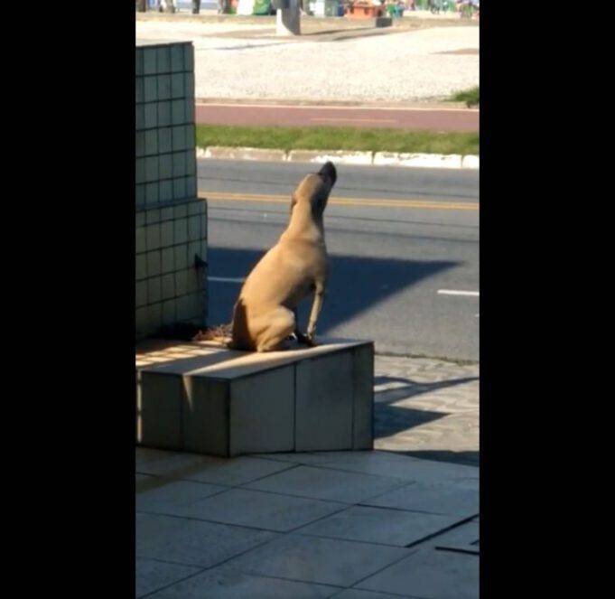 Abbandonato nella notte, cane ulula il suo dolore VIDEO