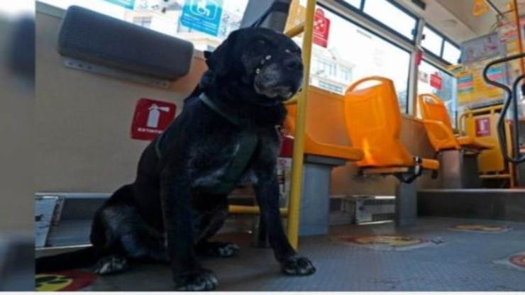 Il cane che sale sugli autobus (Foto Facebook)