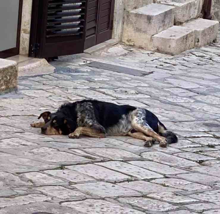 cane torna casa padrone defunto