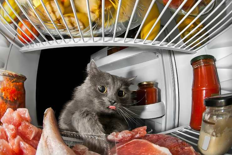 Gatto ruba cibo dal frigorifero