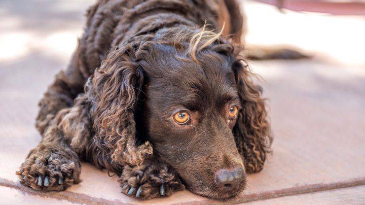 Alimentazione dell'American Water Spaniel