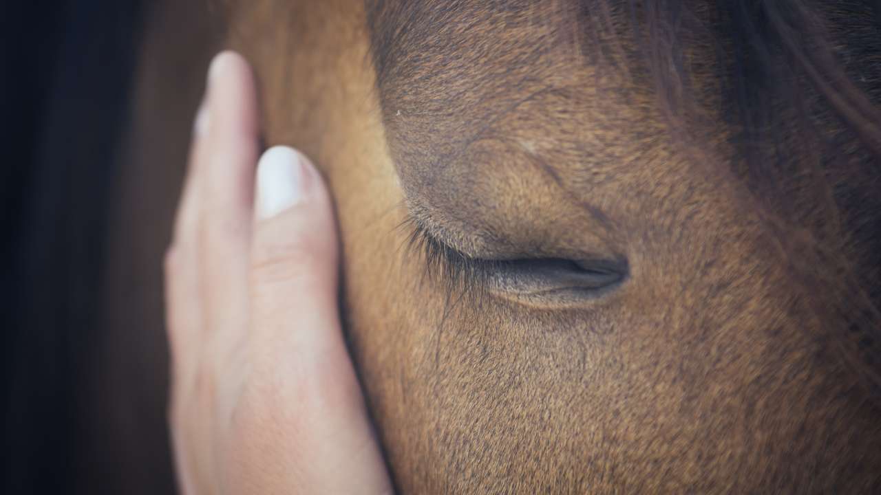 Il lutto nel cavallo