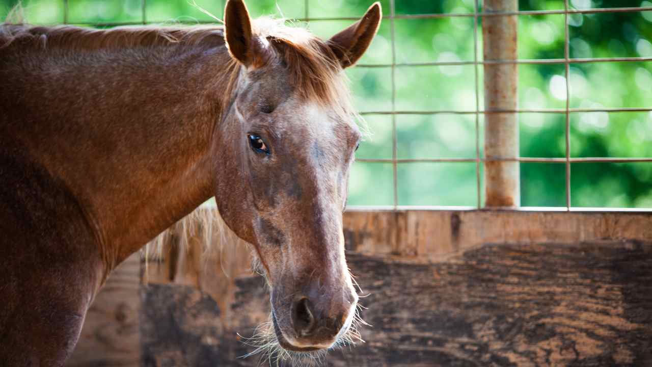 Il cavallo più longevo di sempre