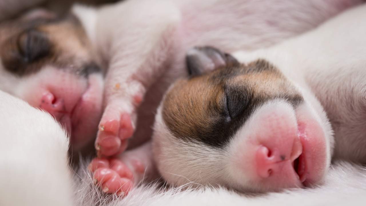 Il termotattismo positivo nel cane