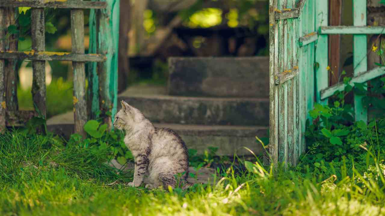 Si possono inseguire i propri animali nella proprietà altrui?