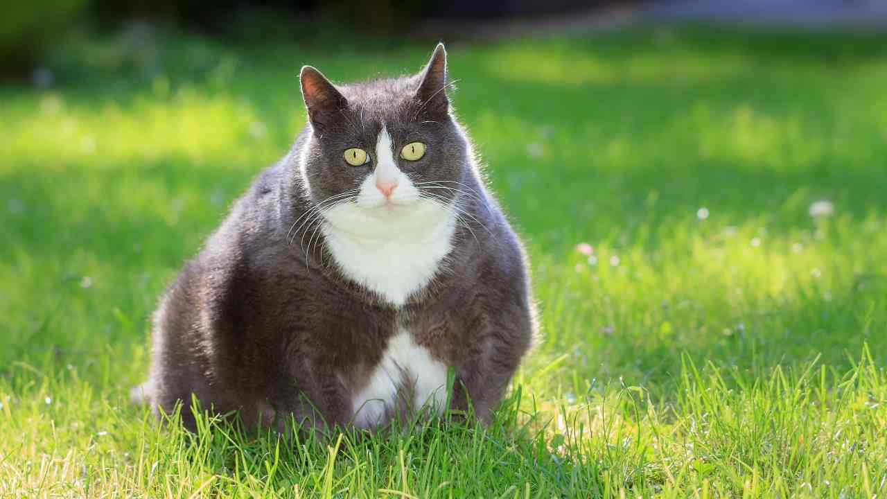 Bulimia nel gatto