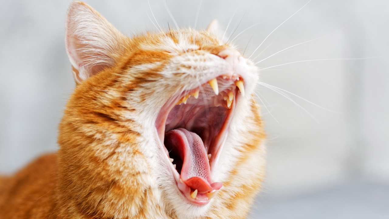 La bocca del gatto: struttura e composizione