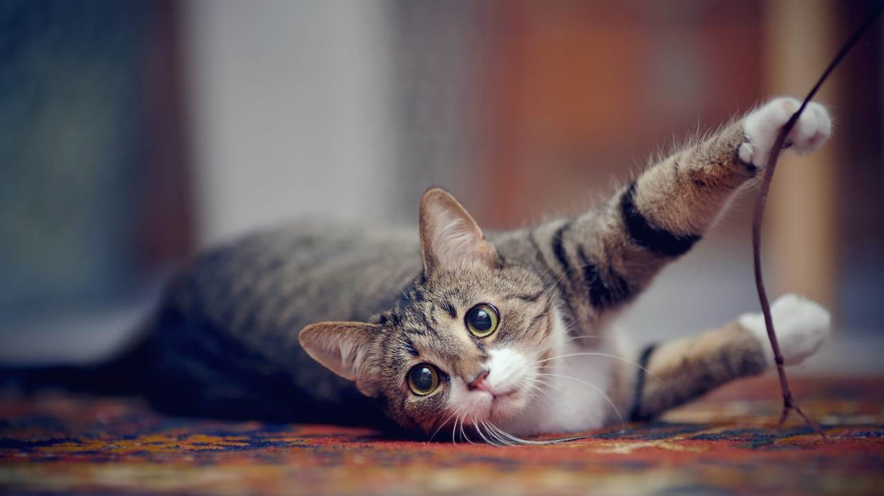 Anagrafe felina Trentino Alto Adige