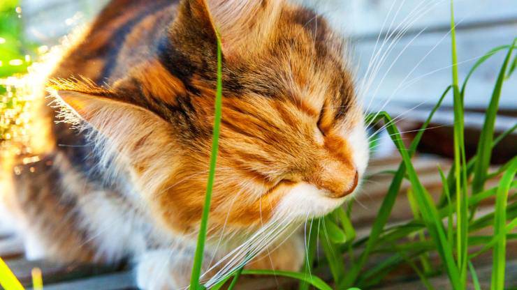 Come dare l'erba gatta al gatto