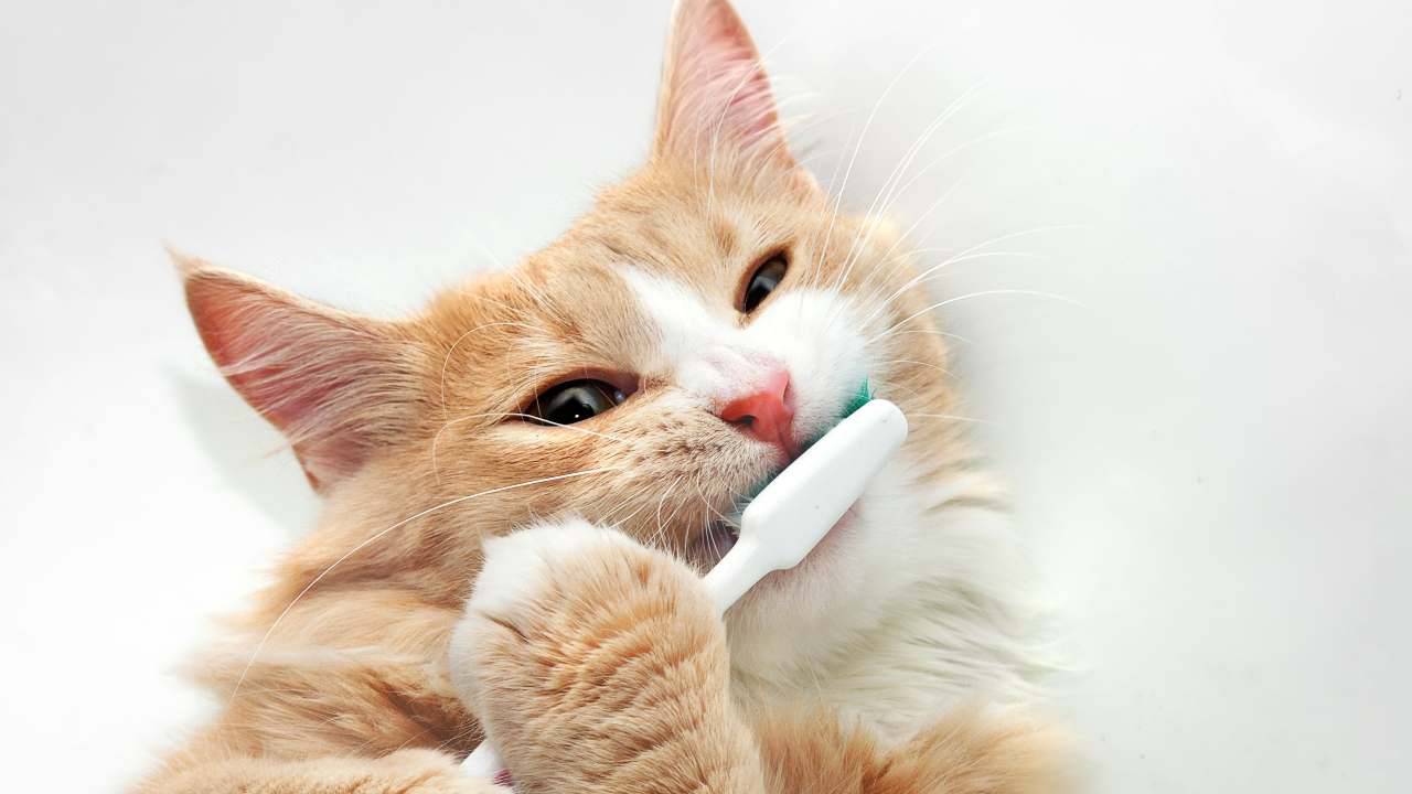 Come scegliere spazzolino per gatti