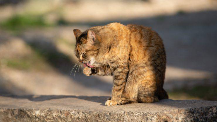 Il gatto lecca le pietre