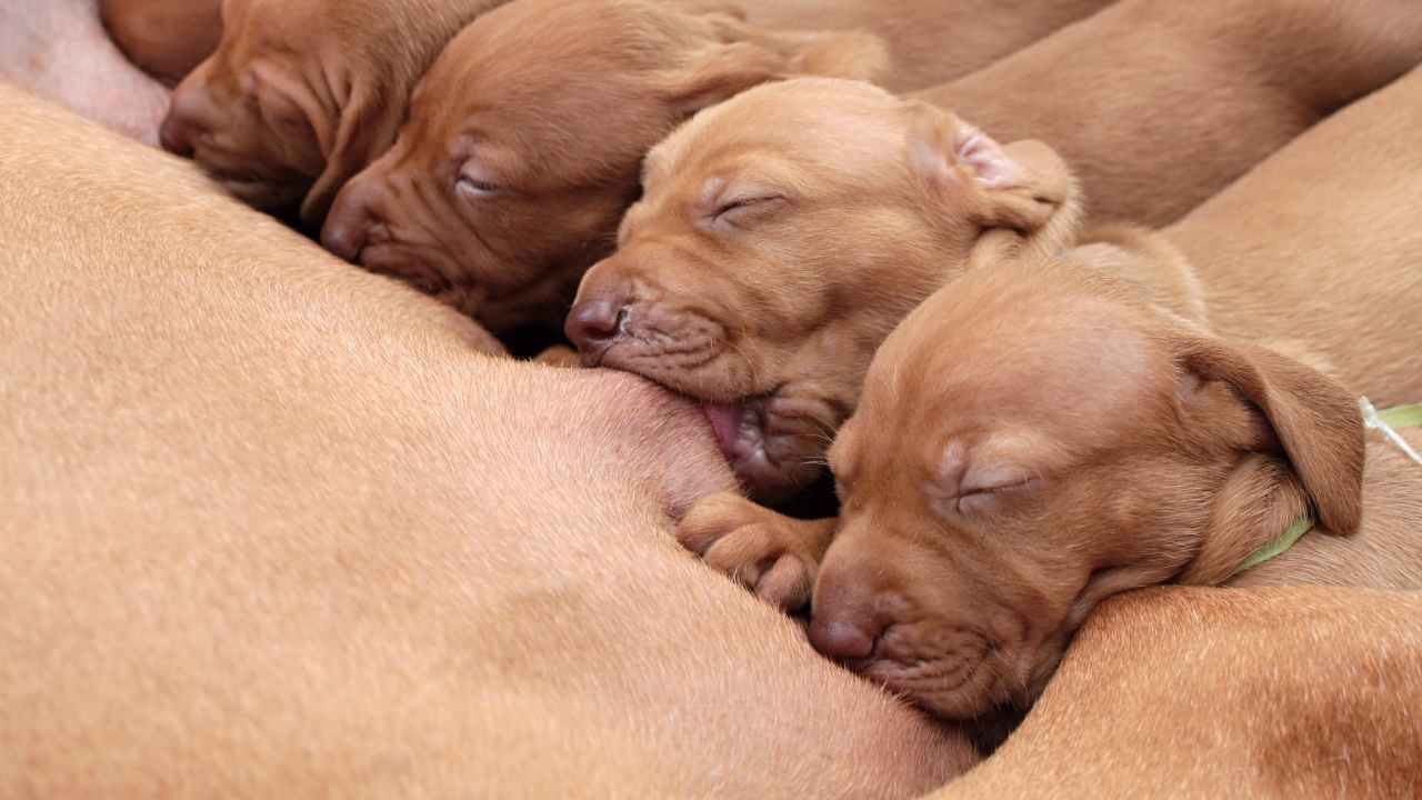 Il riflesso di intrusione nel cane