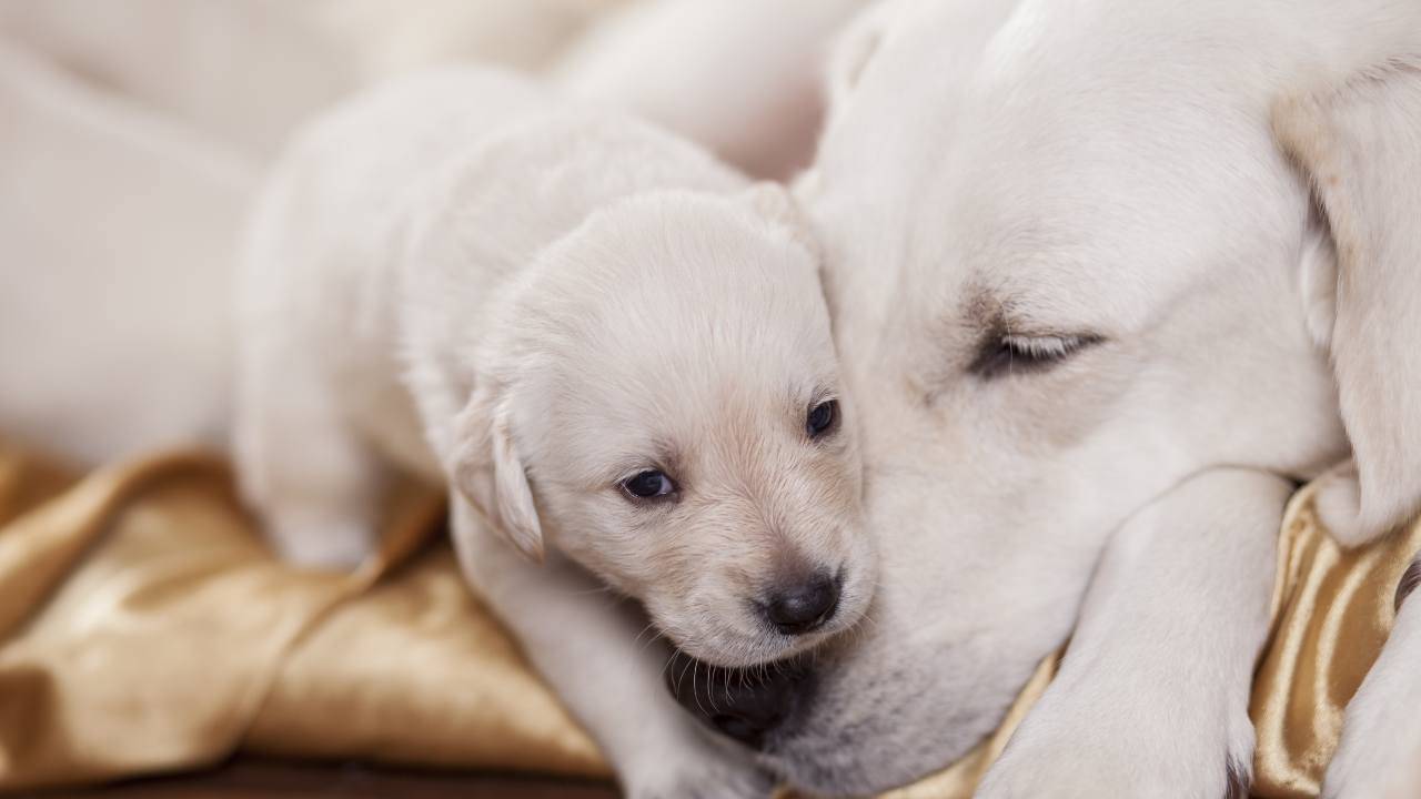Cucciolo di cane è in grado comunicare con la madre durante la gravidanza