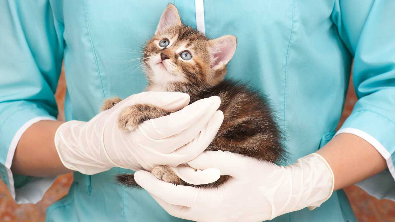 Come abituare il gatto alla visita dal veterinario