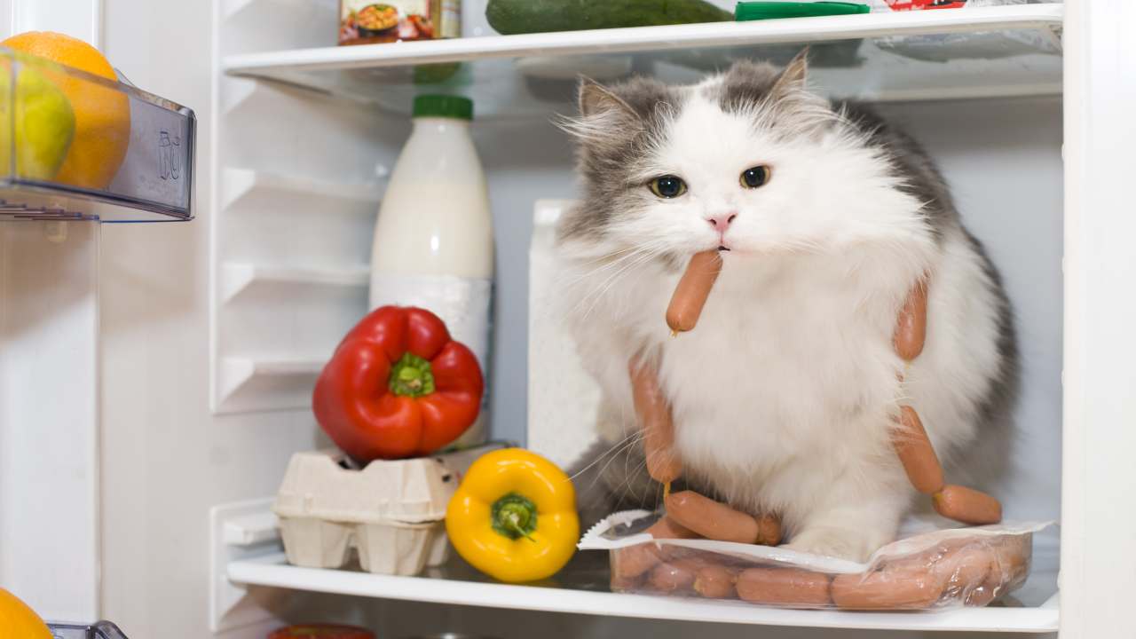 Gatto si infila nel frigorifero