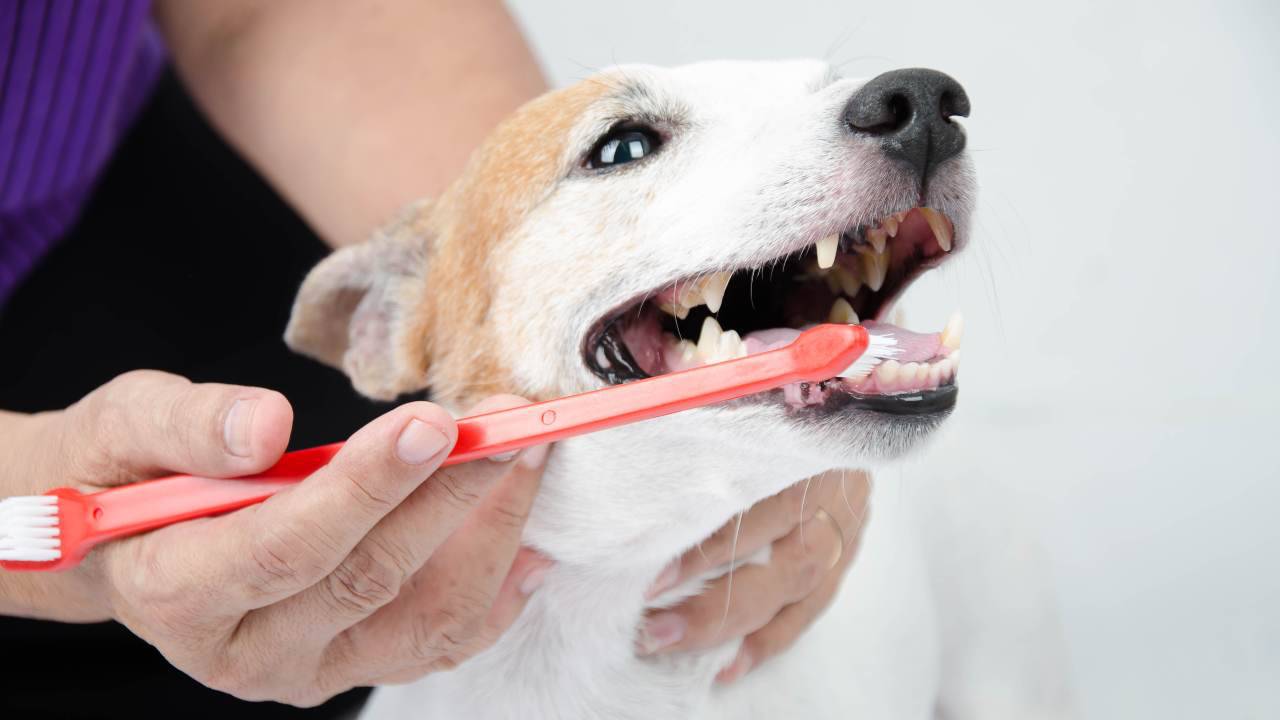 Come scegliere lo spazzolino per cani