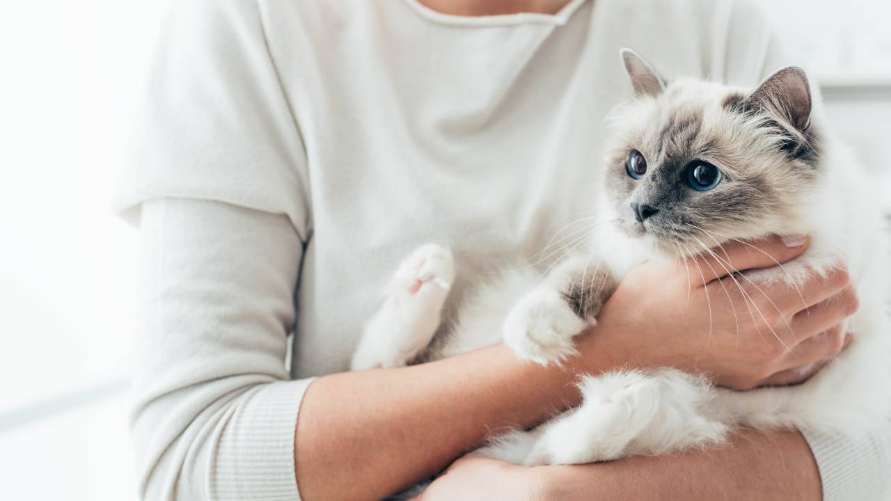Comportamento del gatto: cosa cambia dopo la sterilizzazione?