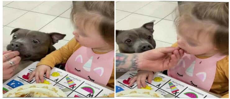 Bimba mangia le verdure solo dopo che il suo cane le assaggia (Screen video Instagram)