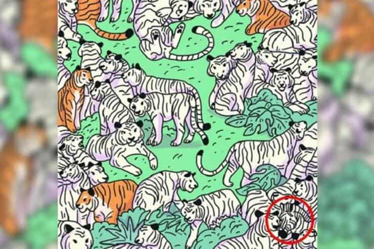 Soluzione del test Trova la zebra tra le tigri nel test visivo inesplicabile