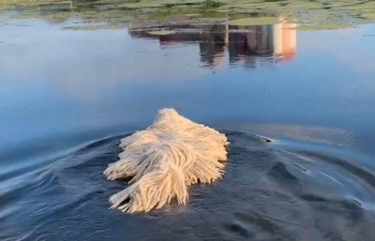 Cagnolona fa il bagno (Screen video Instagram)